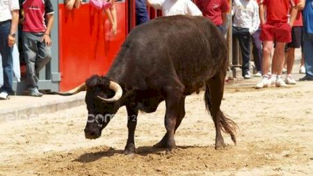 Concurso ganaderías