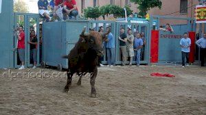 Fiestas Sant Pasqual 2007 :: Bou per la vila