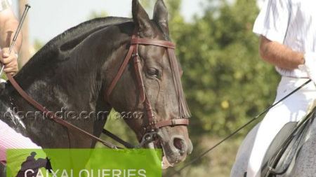 Fiestas patronales 2007 :: Actividades ecuestres