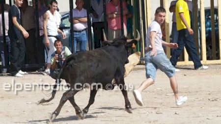 Fiestas Patronales Octubre - Encierro vacas sábado