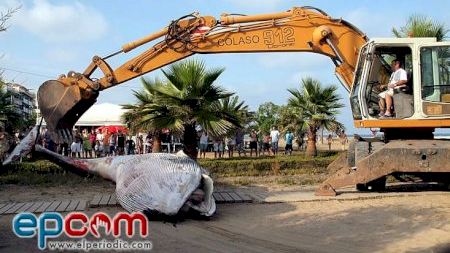 Ballena varada en la playa de Moncofa