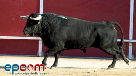 V Festival Taurí Les Alqueries