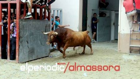 Almassora - Sta. Quiteria 2014 - Bou per la Vila Domingo
