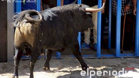 Burriana - Misericordia 2015 - Toro sábado mañana