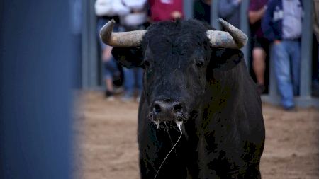 Vila-real - Sant Pasqual 19 - Bou per la vila