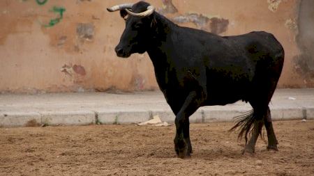 Vila-real - Sant Pasqual 19 - Vaques