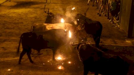Mare de Déu de Gràcia 2022. 'Encierro' de bous embolats