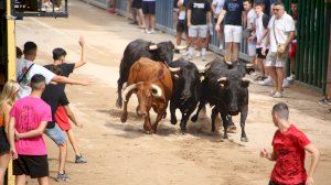 Mare de Déu de Gràcia 2022. 'Encierro' de vaques