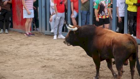 Sant Pasqual 2024. Bou per la vila 11/05