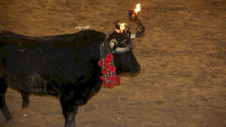 Sant Pasqual 2024. Bou embolat 14/05