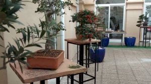 Oliva Turismo impulsa la creación del club de bonsáis 