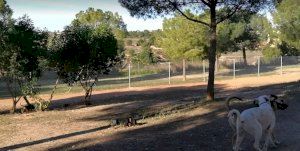 El Ayuntamiento de Paterna destina más de 3.000 m2 en Lloma Llarga al esparcimiento canino