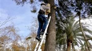 Murciélagos para controlar la población de mosquitos en Cullera - (foto 4)