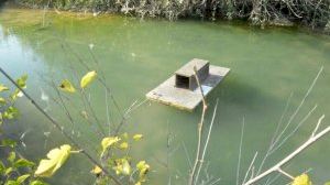 El Consorci riu Millars reprén el control dels visons americans - (foto 2)