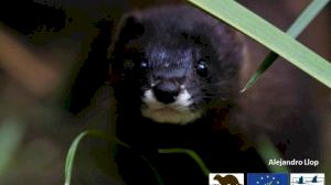 El Consorci riu Millars reprén el control dels visons americans - (foto 3)