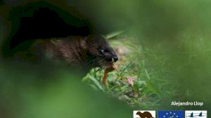 El Consorci riu Millars reprén el control dels visons americans - (foto 4)