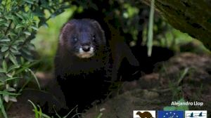 El Consorci riu Millars reprén el control dels visons americans - (foto 5)