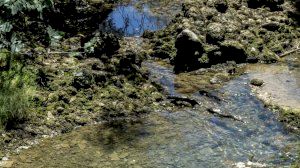 El Consorci riu Millars reprén el control dels visons americans - (foto 6)