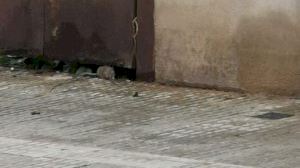 PP: ‘Veïns i comerços del carrer Europa exigeixen al PSPV solucions a la proliferació de rates’ - (foto 2) PP: ‘Veïns i comerços del carrer Europa exigeixen al PSPV solucions a la proliferació de rates’ - (foto 2)