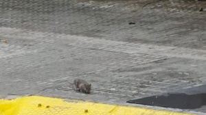 PP: ‘Veïns i comerços del carrer Europa exigeixen al PSPV solucions a la proliferació de rates’ - (foto 3) PP: ‘Veïns i comerços del carrer Europa exigeixen al PSPV solucions a la proliferació de rates’ - (foto 3)