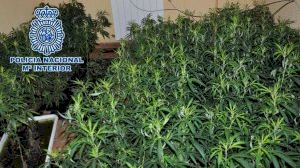 La Policía Nacional desmantela en Denia un cultivo hidropónico de marihuana 