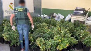 La Guardia Civil desarticula un clan familiar dedicado al cultivo y a la venta de droga en diferentes municipios de la Vega Baja