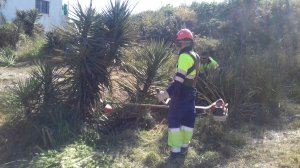 El Consorcio río Mijares retira flora exótica del Paisaje Protegido de la Desembocadura - (foto 2) El Consorcio río Mijares retira flora exótica del Paisaje Protegido de la Desembocadura - (foto 2)