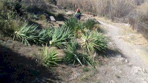El Consorcio río Mijares retira flora exótica del Paisaje Protegido de la Desembocadura - (foto 3) El Consorcio río Mijares retira flora exótica del Paisaje Protegido de la Desembocadura - (foto 3)