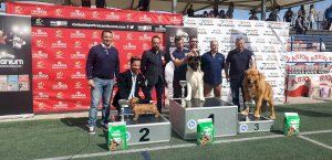 220 perros participaron en el IX Concurso Nacional Canino de La Nucía