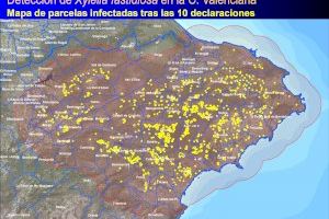 Oliva passa a ser municipi en risc d’afectació per la plaga de la Xylella fastidiosa