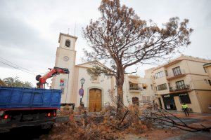 L’Alfàs se despide del pino de la plaza Mayor, el sexto en la historia del municipio