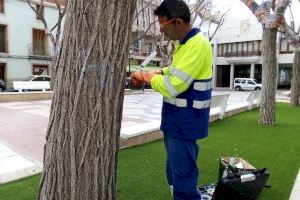 Petrer actúa contra la galeruca de los olmos