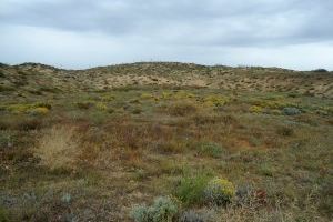 El Paraje Natural del Molino del Agua acoge una nueva población del extinto enebro de las dunas