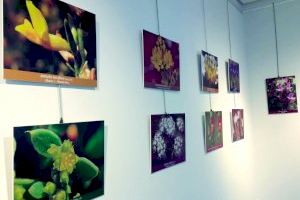 La flora de Les Moles llena el salón de exposiciones de la Canyada