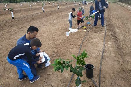 Almassora transmite la tradición citrícola a los más pequeños Almassora transmite la tradición citrícola a los más pequeños