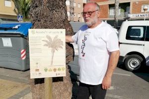 Una palmera de l’avinguda del Marqués de Benicarló, inclosa en la Xarxa d’Arbres Monumentals de la Diputació