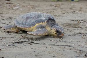 Más de medio millar de personas participa en la suelta de tortugas marinas en la playa Punta del Raset