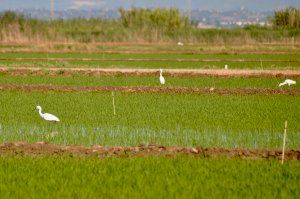 Agricultura ayuda a los arroceros a proteger del cucat sus cultivos con un método respetuoso con el medio ambiente