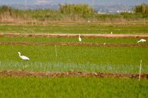 ¿Está el futuro del campo valenciano en riesgo de hipotecarse?