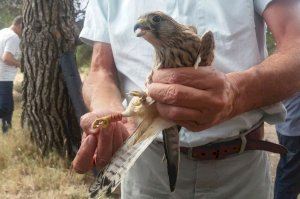 Medio Ambiente refuerza la reintroducción del Primilla con la liberación de 10 crías en la Vall de Polop