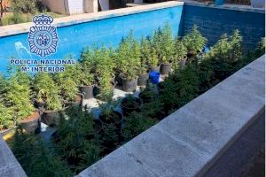 Detenidos dos jóvenes en Castellón por cultivar marihuana en su piscina