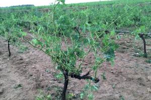 La UNIÓ de Agricultores informa que el pedrisco de ayer daña unas 10.000 hectáreas en Utiel -Requena