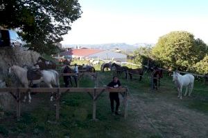 Culla organiza su tradicional concentración de caballos