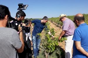 Agricultura negocia con Agroseguro que agilice al máximo las peritaciones y el pago de la indemnización por el granizo de Requena