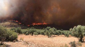 LA UNIÓ señala que aproximadamente el 10% de las hectáreas afectadas por el incendio de Beneixama están cultivadas