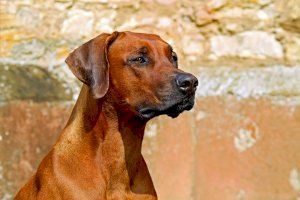 Valencia estrena zona de socialización para perros