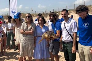 Retornen al mar una tortuga a la Platja del Saler