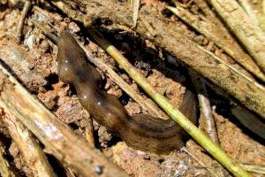 Voluntarios del proyecto LIFE Followers detectan una nueva especie exótica invasora en el Parc Natural de l’Albufera