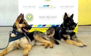 La unidad K-9 de la Policía Local, protagonista del reportaje de “Las mañanas de La 1” grabado ayer noche en Benidorm