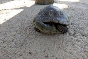 El Consorcio del Paisaje Protegido de la Desembocadura del río Mijares marca galápagos leprosos en las lagunas artificiales